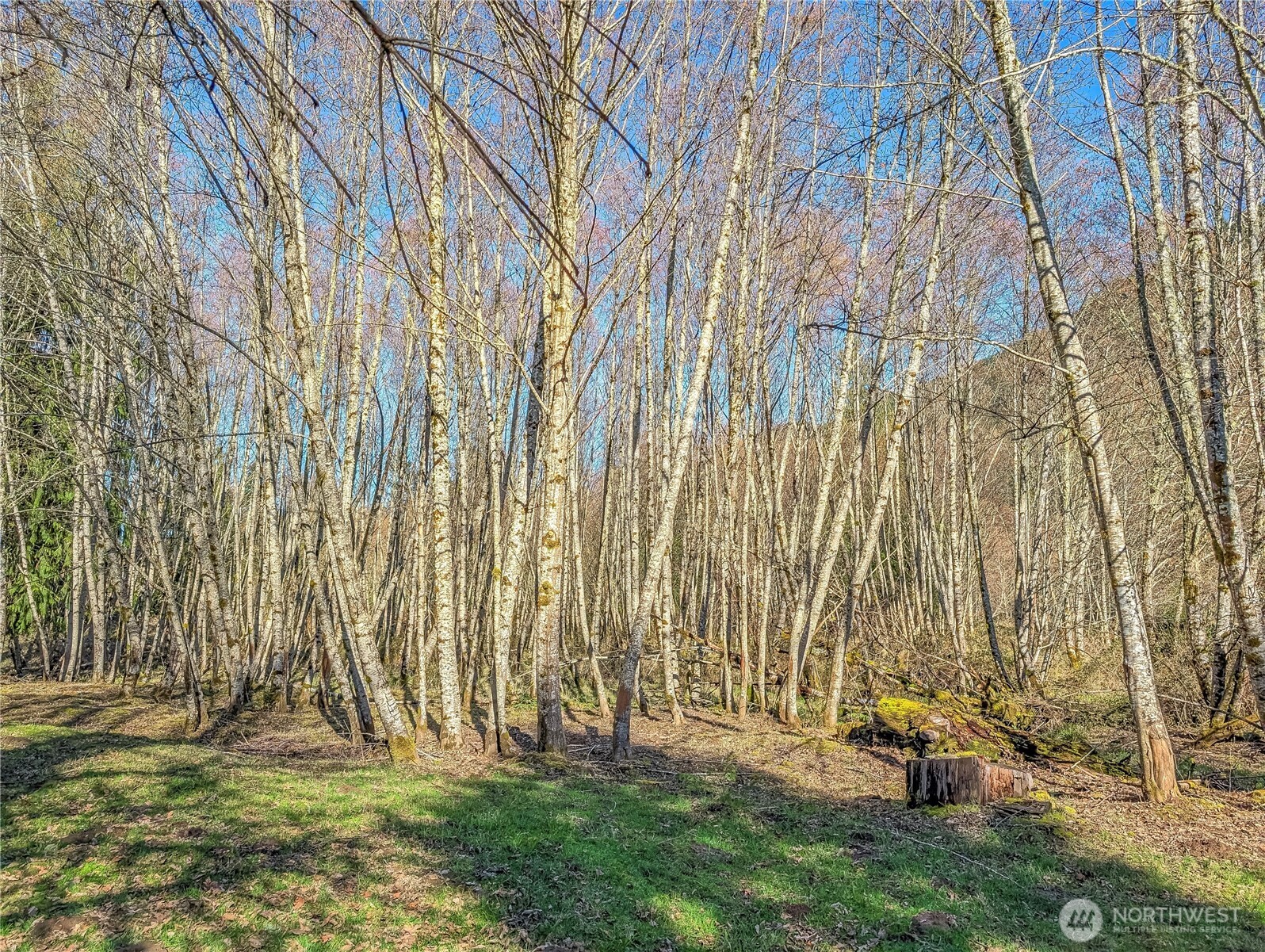 128 Cedar Grove Road Randle, WA 98377 - Photo 18 of 38 Gallery Image 18