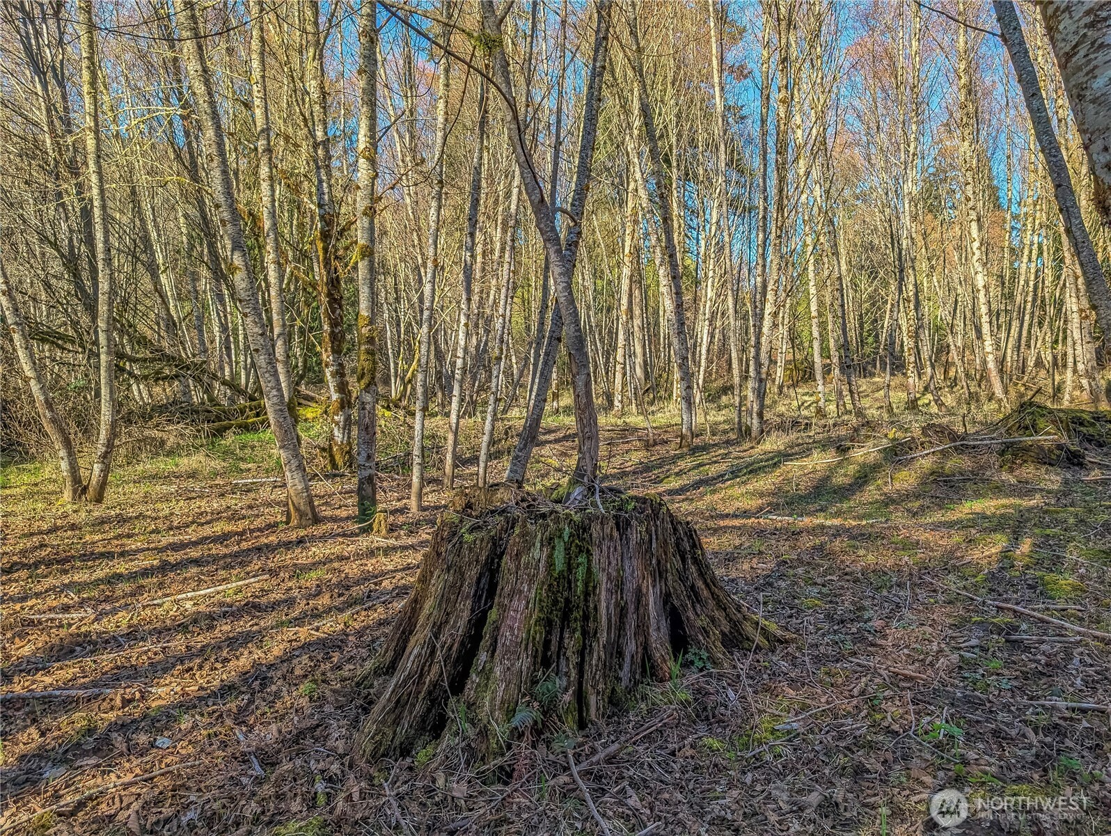 128 Cedar Grove Road Randle, WA 98377 - Photo 20 of 38 Gallery Image 20
