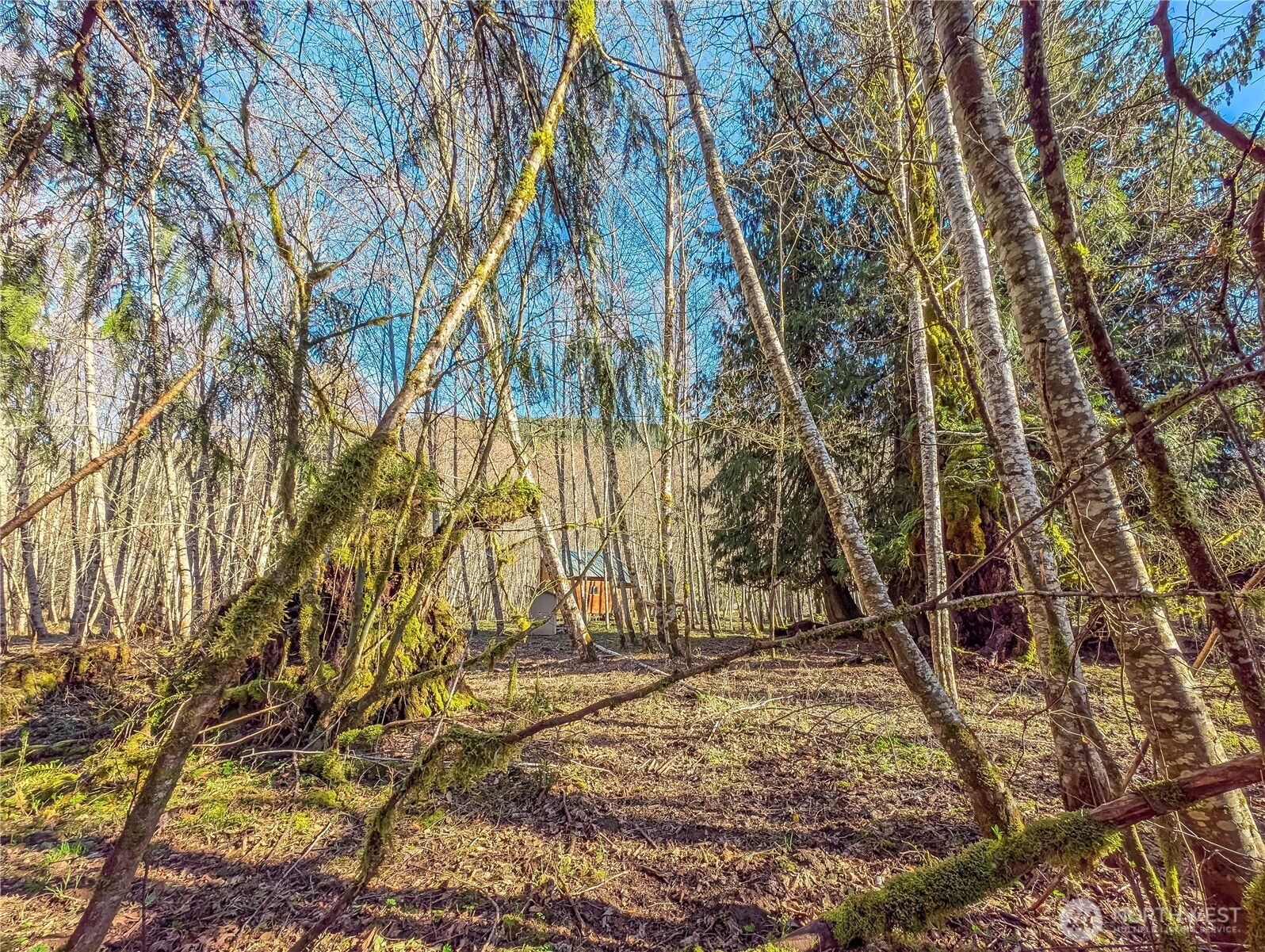 128 Cedar Grove Road Randle, WA 98377 - Photo 22 of 38 Gallery Image 22