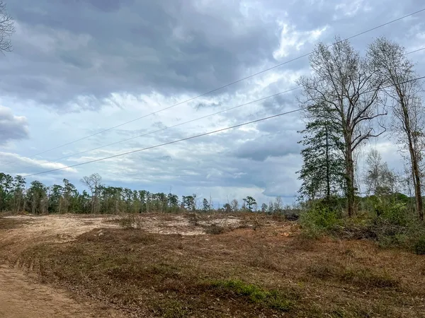 a view of a dry yard with trees