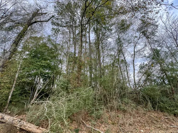 a view of a forest with a tree
