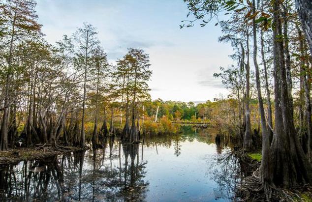 1 Pine Logging Road Wewahitchka, FL 32465 - Photo 13 of 15
