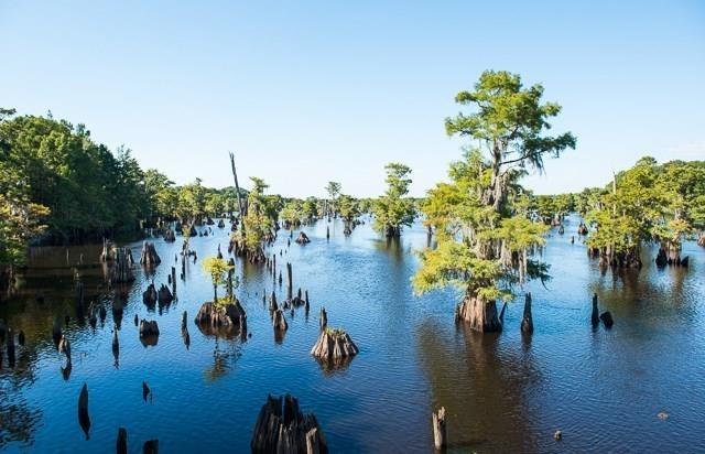 1 Pine Logging Road Wewahitchka, FL 32465 - Photo 14 of 15