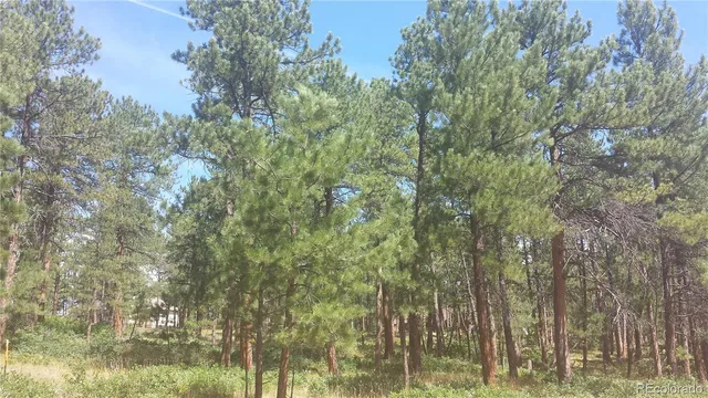 a view of a forest filled with trees