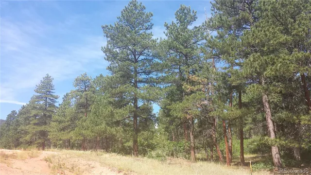 a view of a forest that has a tree