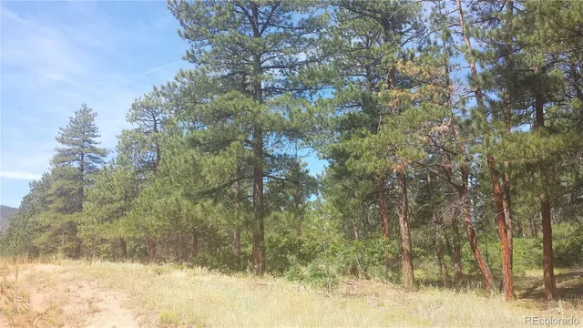 a view of a forest with lush green forest