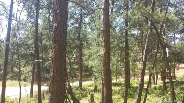 a view of forest