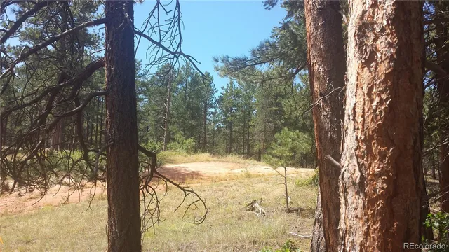 a close up of a tree