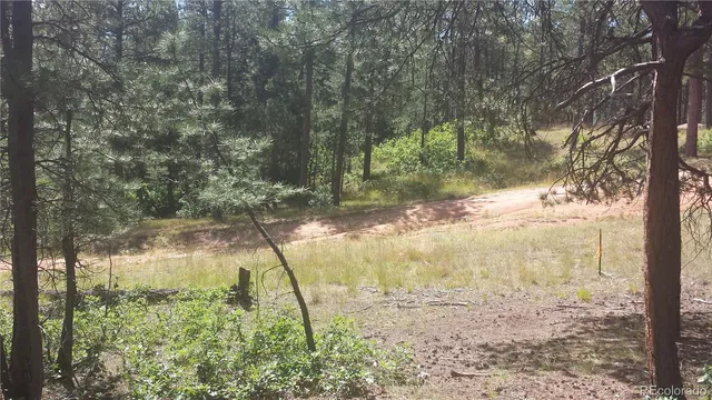 a close up of a plant