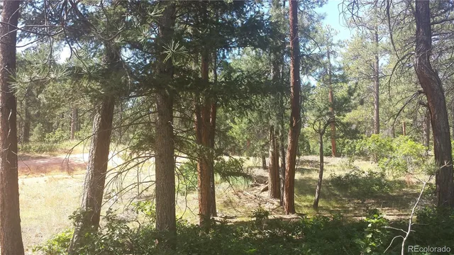 a view of forest