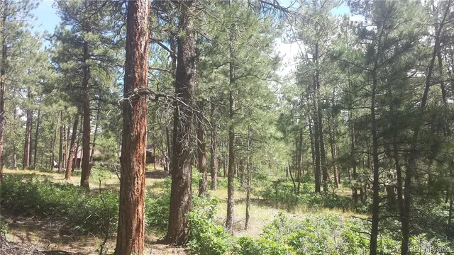 a view of yard with trees