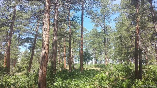 a view of forest
