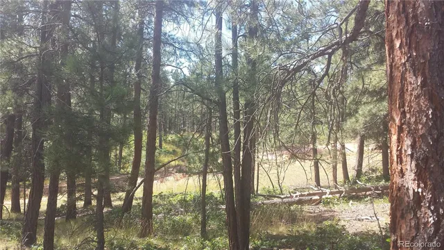 a view of yard with trees