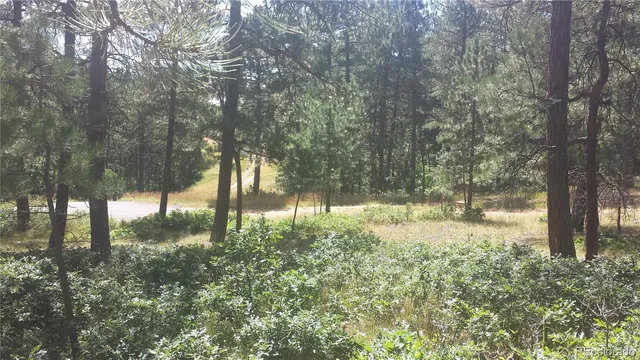 a backyard of a house with lots of trees