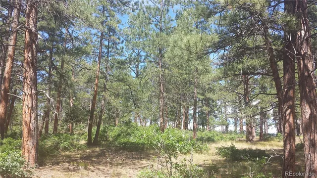 a view of forest
