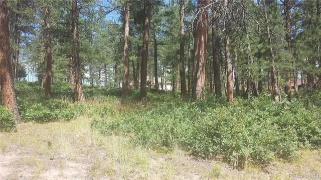 a big yard with lots of green space and plants