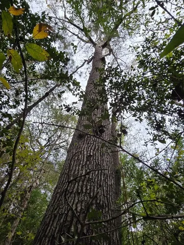 $139,000 | 980 St Huntsville Tx 77320, Huntsville, TX 77320