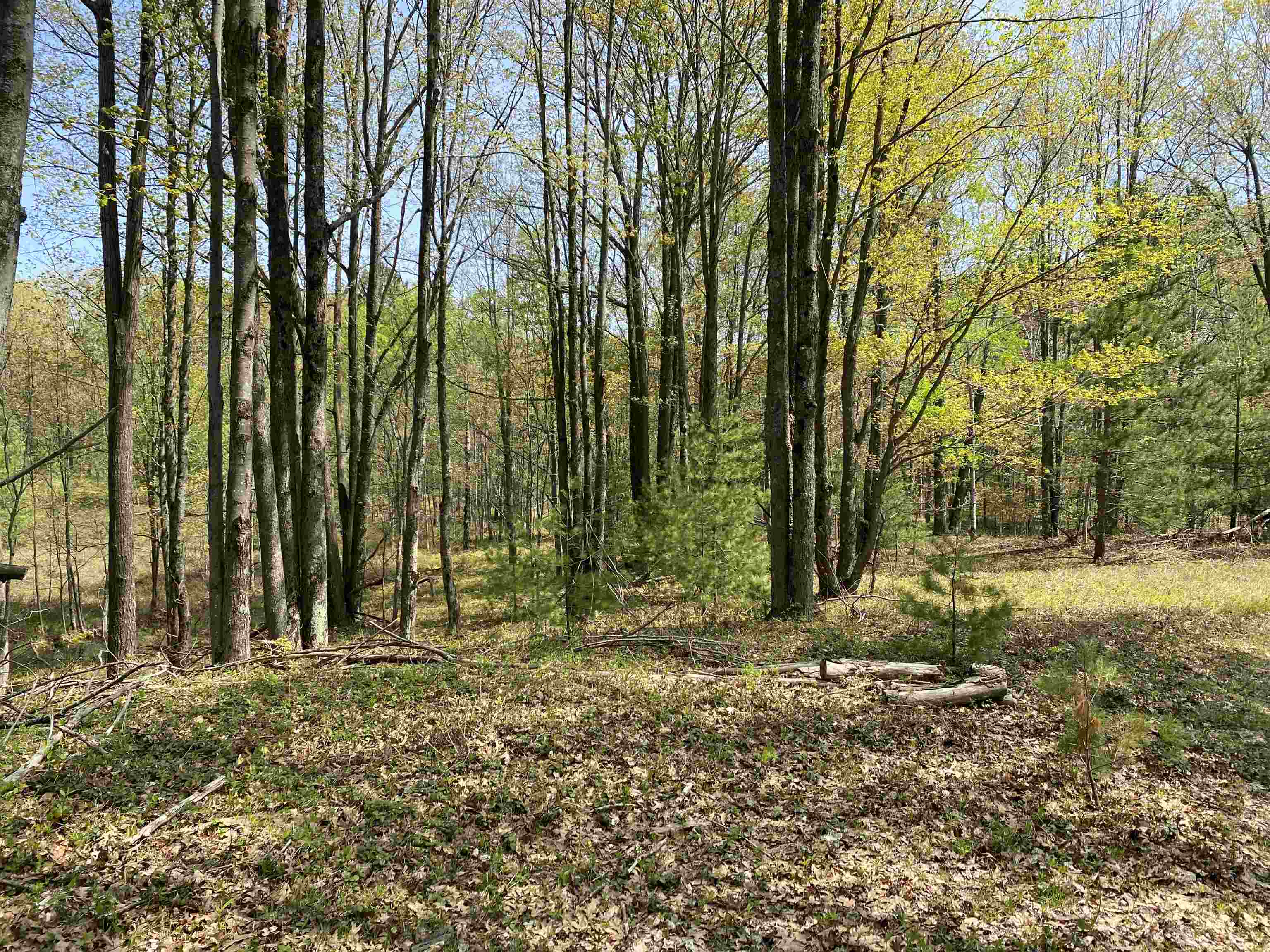 47 South 47 3/4 Road, Unit FOREST DRIVE LOT: 4 Cadillac, MI 49601 - Photo 9 of 14