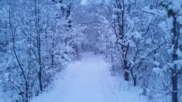 a view of a dry yard