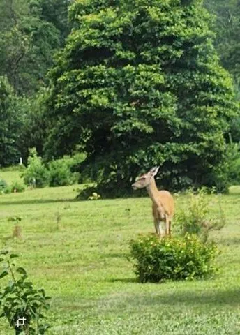 a view of a garden with a lake