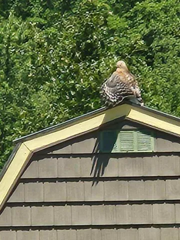 a view of a yard with large trees