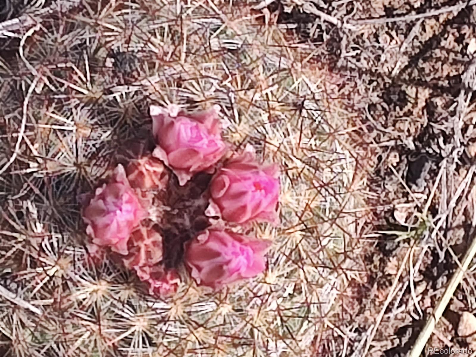 2584 High Creek Road Fairplay, CO 80440 - Photo 24 of 26