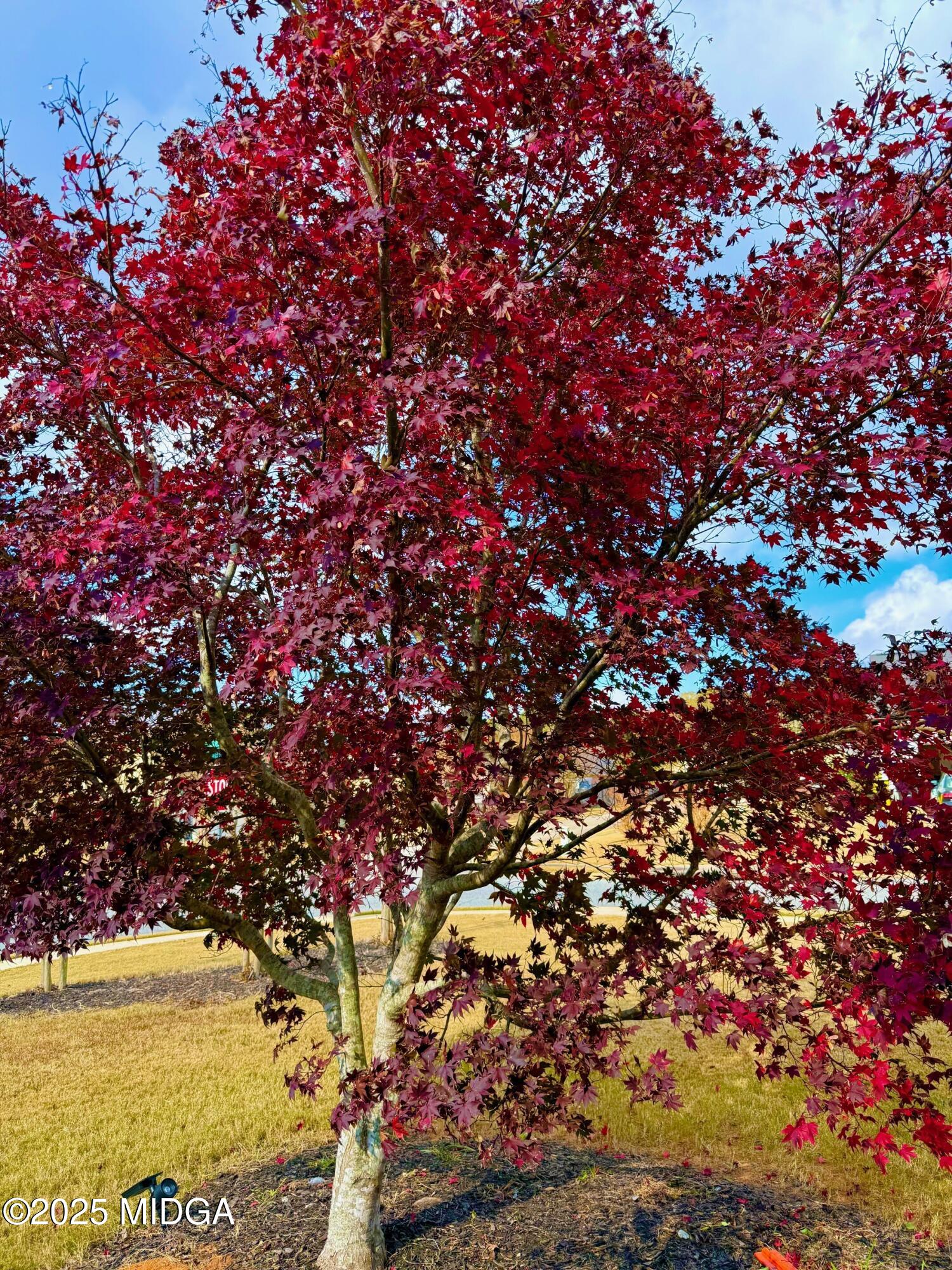 149 Presidents Way Forsyth, GA 31029 - Photo 25 of 26 a view of tree