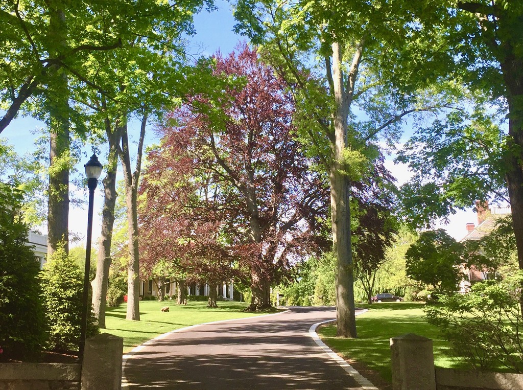 5 Sumner Lane Belmont, MA 02478 - Photo 19 of 19