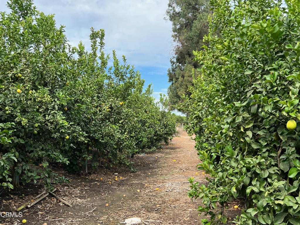 0 Ventavo Road Moorpark, CA 93021 - Photo 20 of 24 IMG_3708