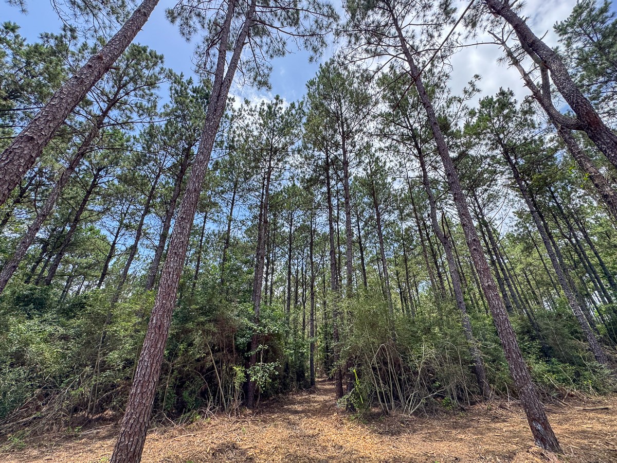7 Benny Griffin Road Livingston, TX 77351 - Photo 20 of 44 a view of a forest with trees