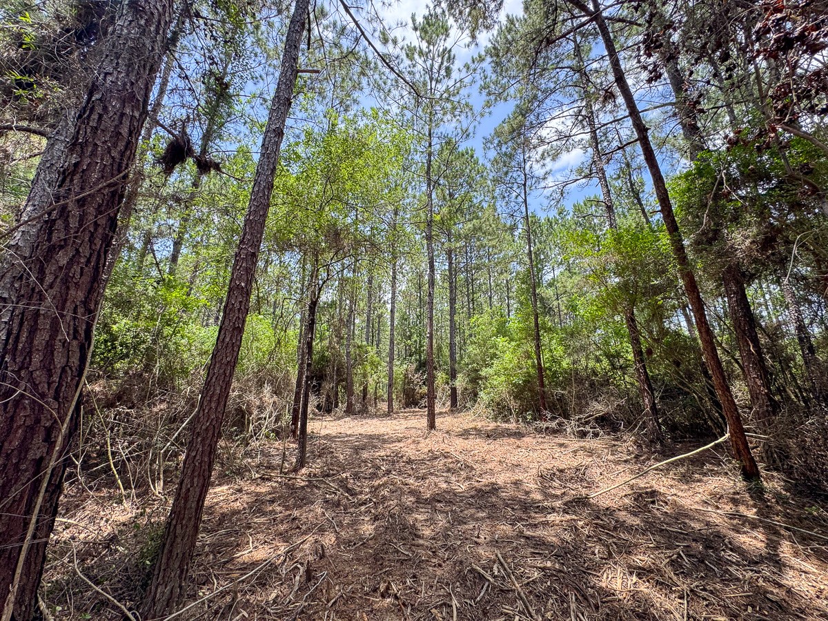 7 Benny Griffin Road Livingston, TX 77351 - Photo 22 of 44 a view of outdoor space and trees