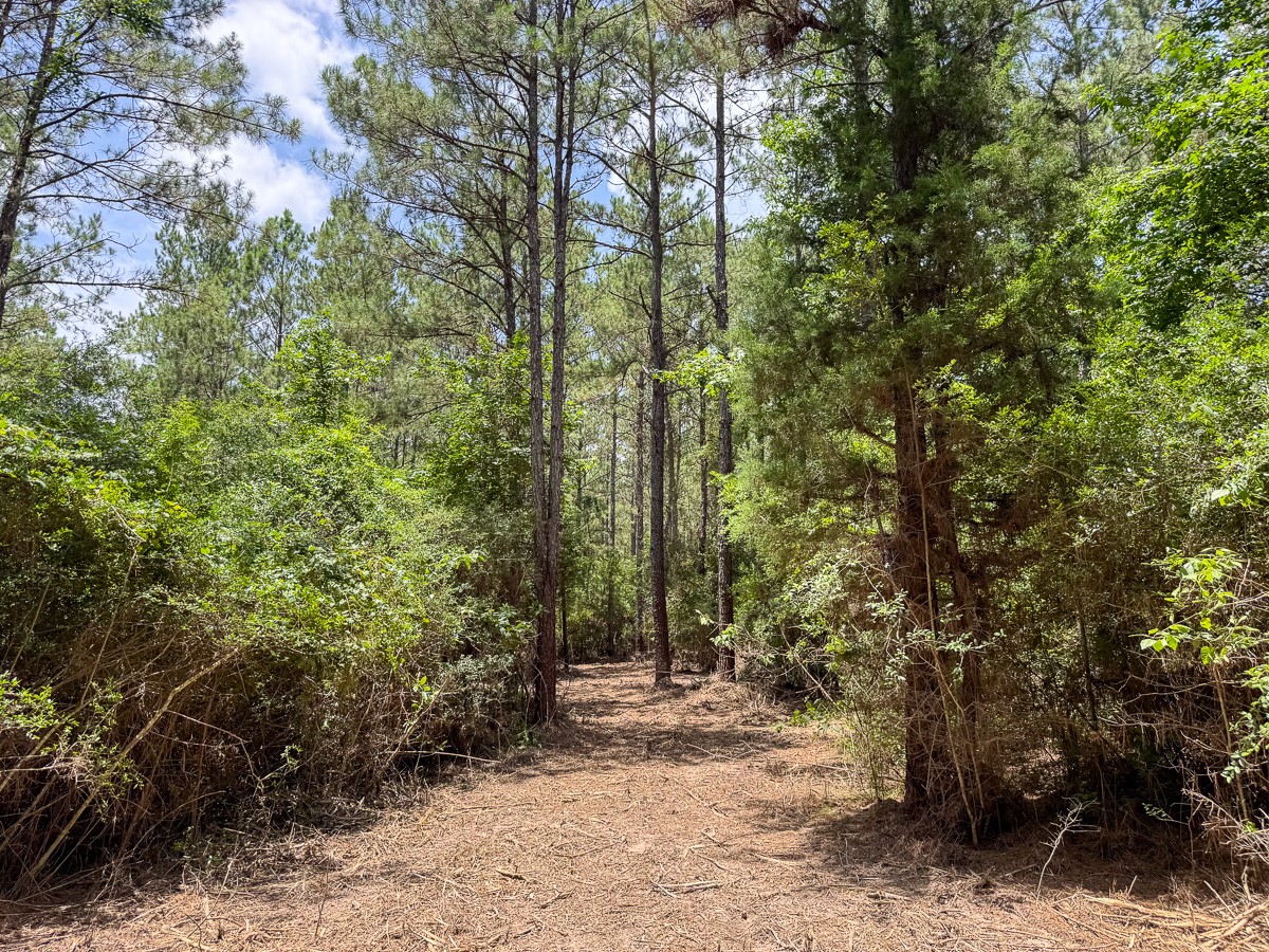 7 Benny Griffin Road Livingston, TX 77351 - Photo 34 of 44 a view of a forest with trees