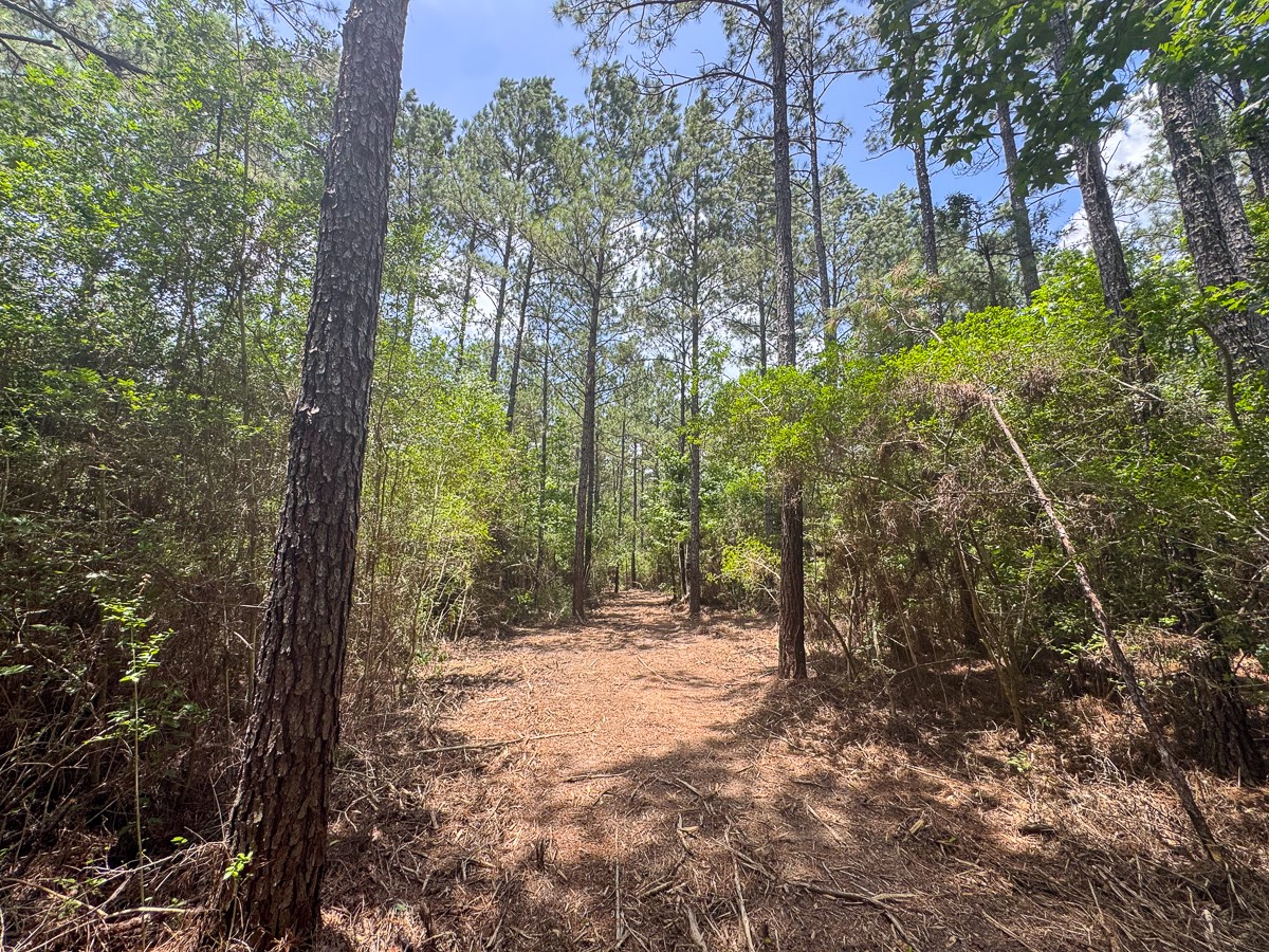 7 Benny Griffin Road Livingston, TX 77351 - Photo 36 of 44 a view of a forest with trees