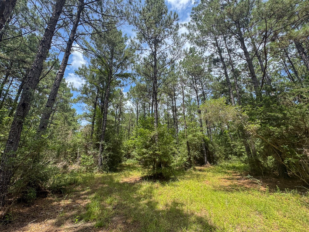 7 Benny Griffin Road Livingston, TX 77351 - Photo 41 of 44 a view of a yard with large trees