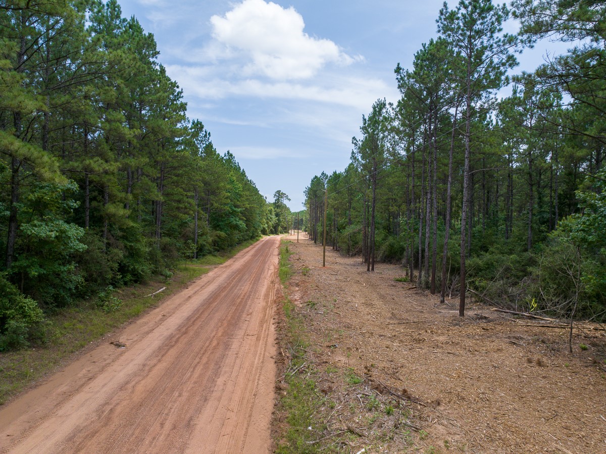 7 Benny Griffin Road Livingston, TX 77351 - Photo 8 of 44 a view of a forest with trees in the background