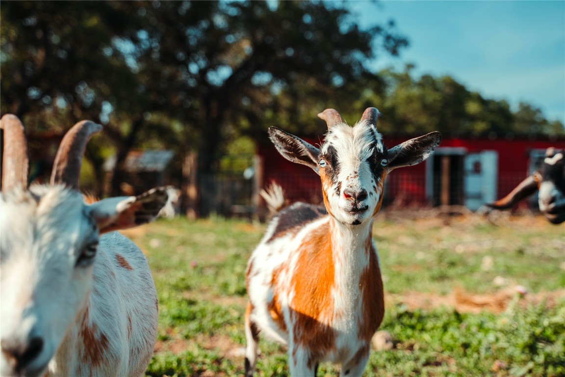 435 Spangenberg Road Blanco, TX 78606 - Photo 37 of 40 a view of swimming pool