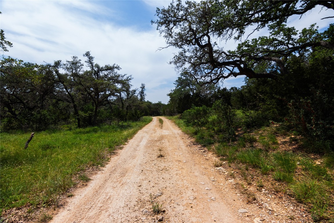 435 Spangenberg Road Blanco, TX 78606 - Photo 5 of 40 a view of a yard with plants and a large tree