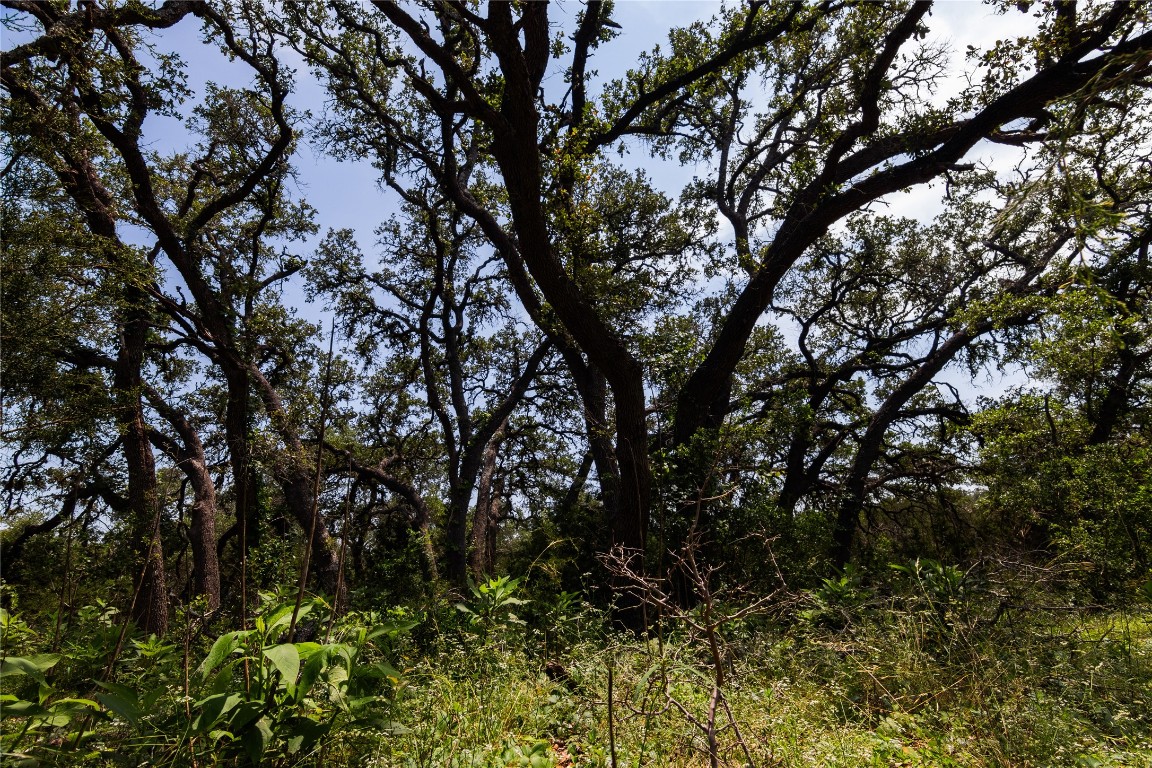 435 Spangenberg Road Blanco, TX 78606 - Photo 9 of 40