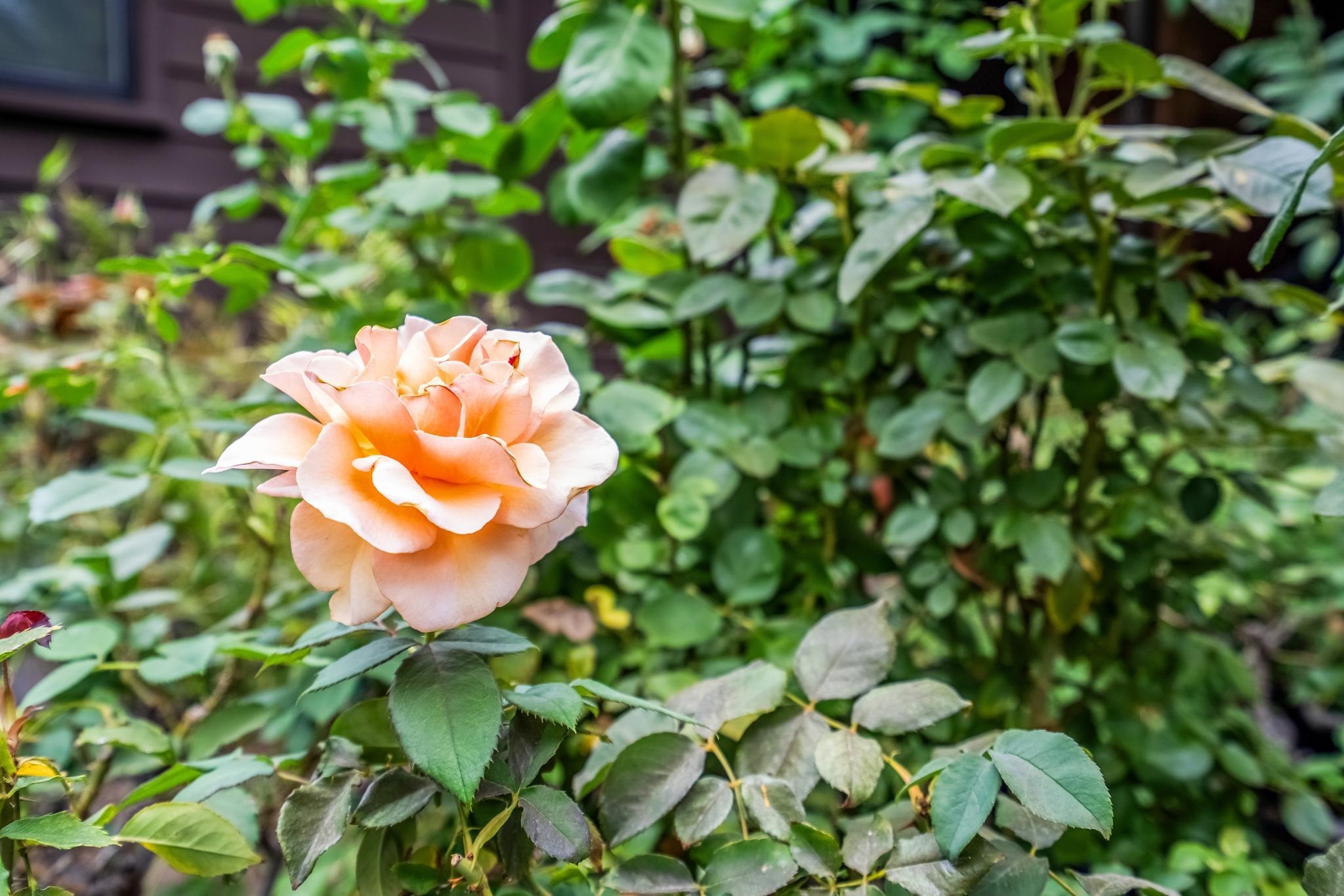 411 La Vista Road Walnut Creek, CA 94598 - Photo 53 of 57