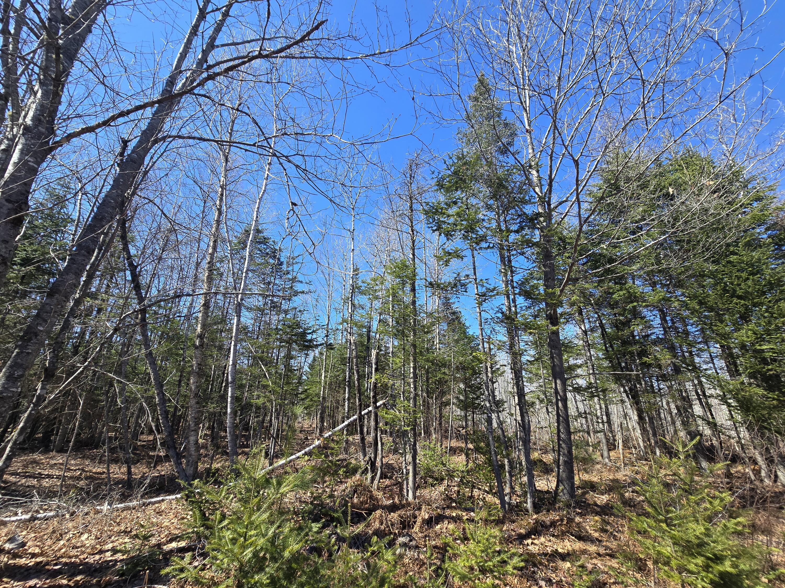 0 Chadbourne Road Harmony, ME 04942 - Photo 5 of 22 20260408_140111