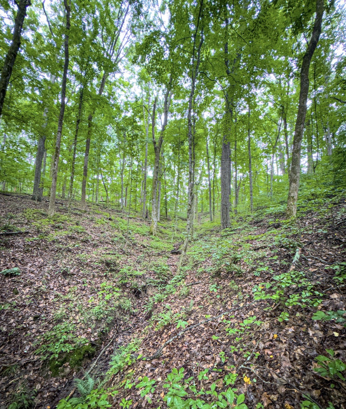 7447 Greer Road Goodlettsville, TN 37072 - Photo 13 of 18