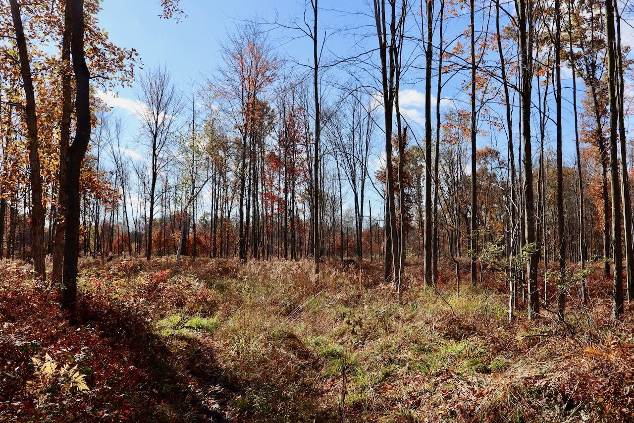 West Beamish Road Sanford, MI 48657 - Photo 11 of 27