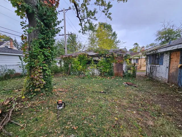 a view of a backyard with plants and a large tree