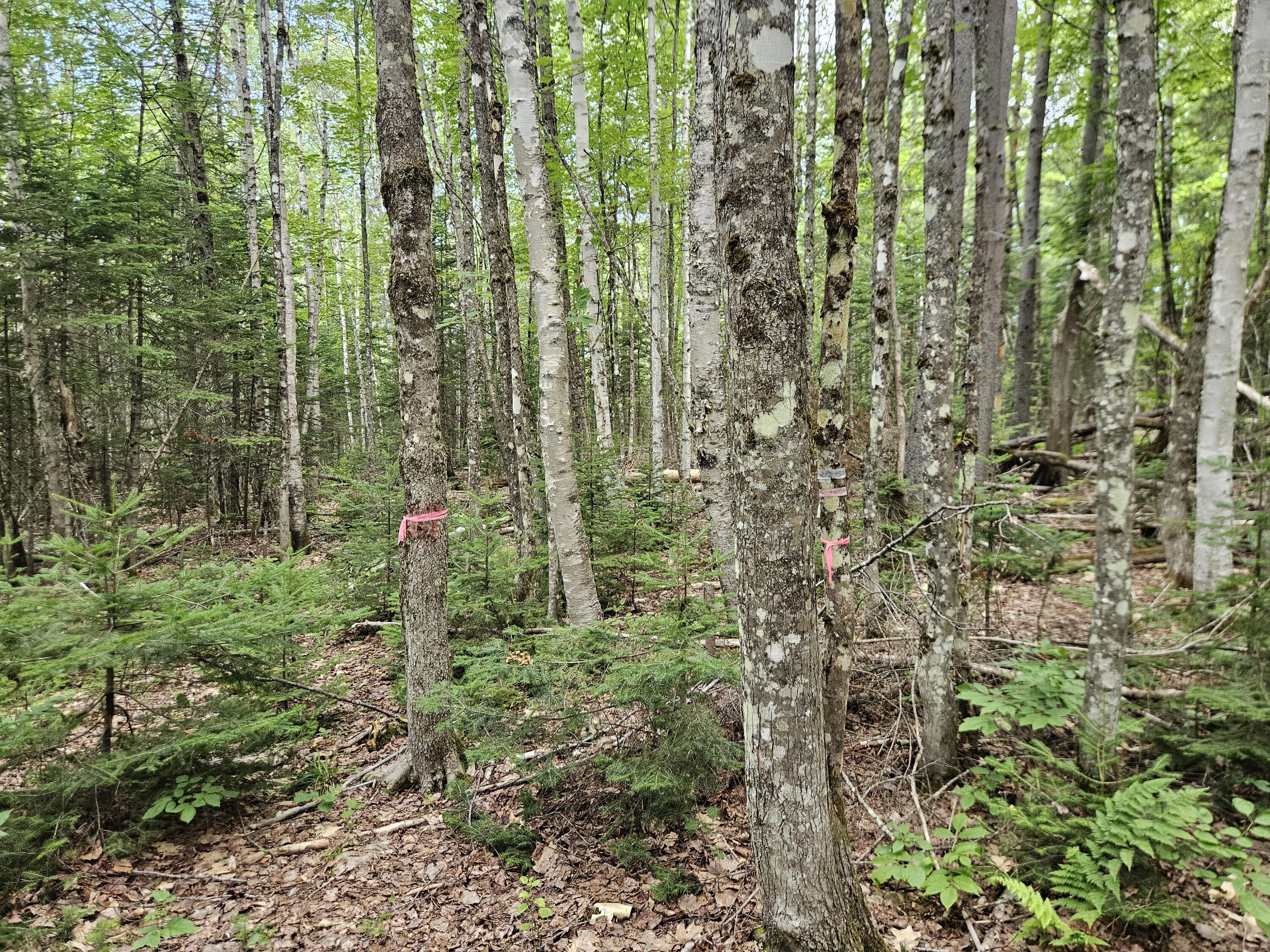 10 Moosehorn Road Abbot, ME 04406 - Photo 35 of 35 20260716_095541