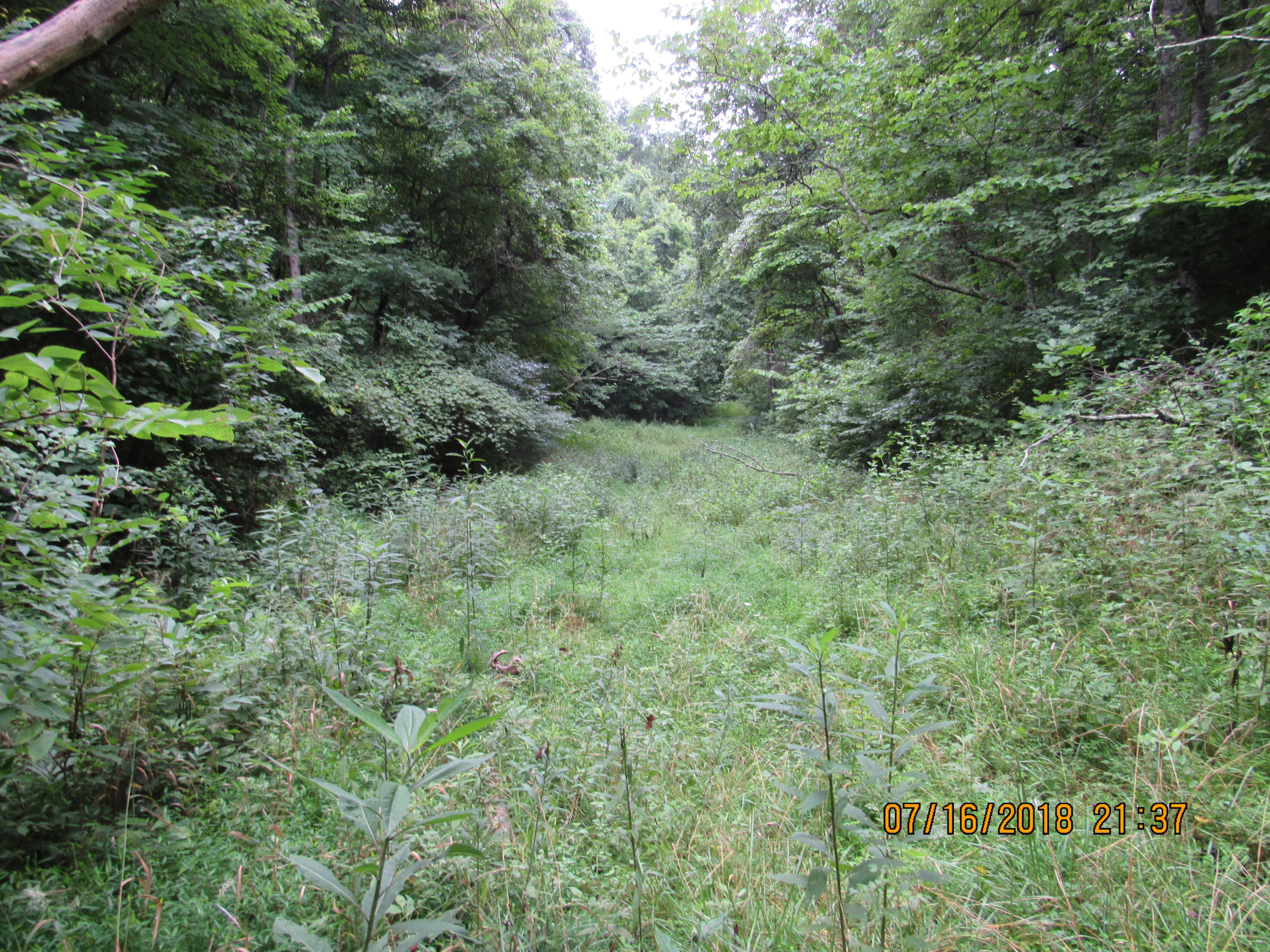 George Malone Road Greeneville, TN 37745 - Photo 19 of 40 IMG_0871