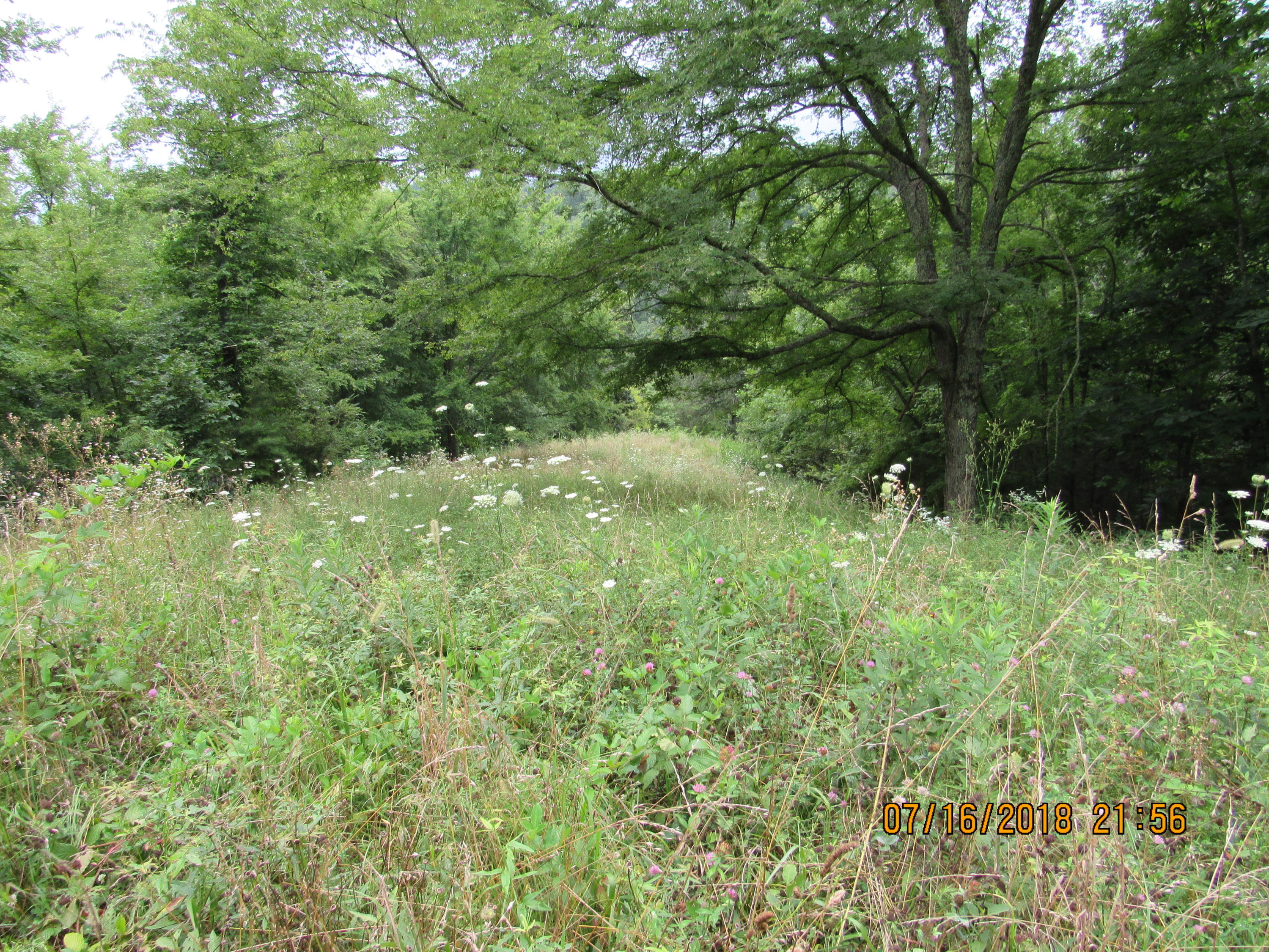 George Malone Road Greeneville, TN 37745 - Photo 30 of 40 IMG_0881