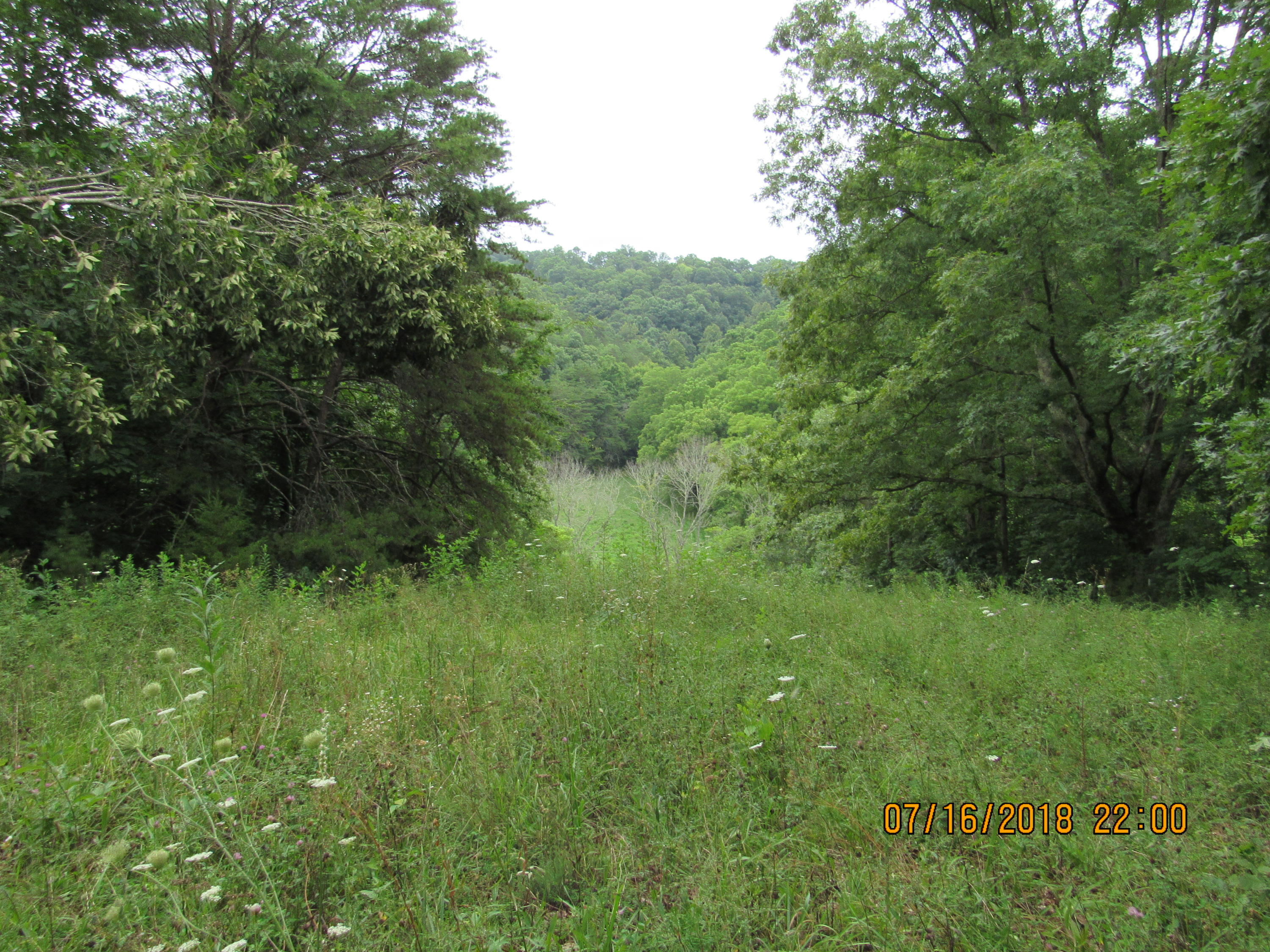 George Malone Road Greeneville, TN 37745 - Photo 36 of 40 IMG_0887
