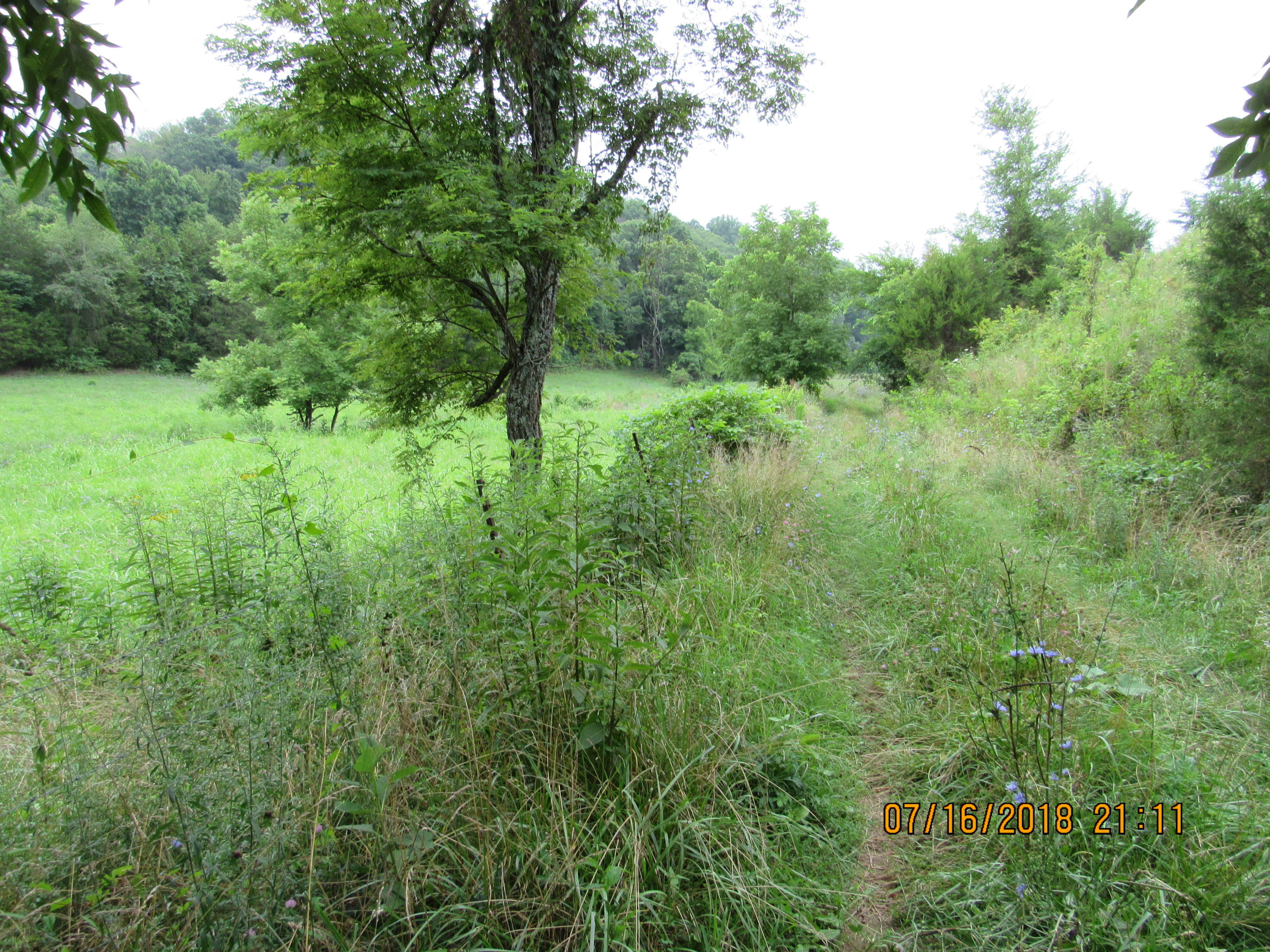 George Malone Road Greeneville, TN 37745 - Photo 8 of 40 IMG_0855