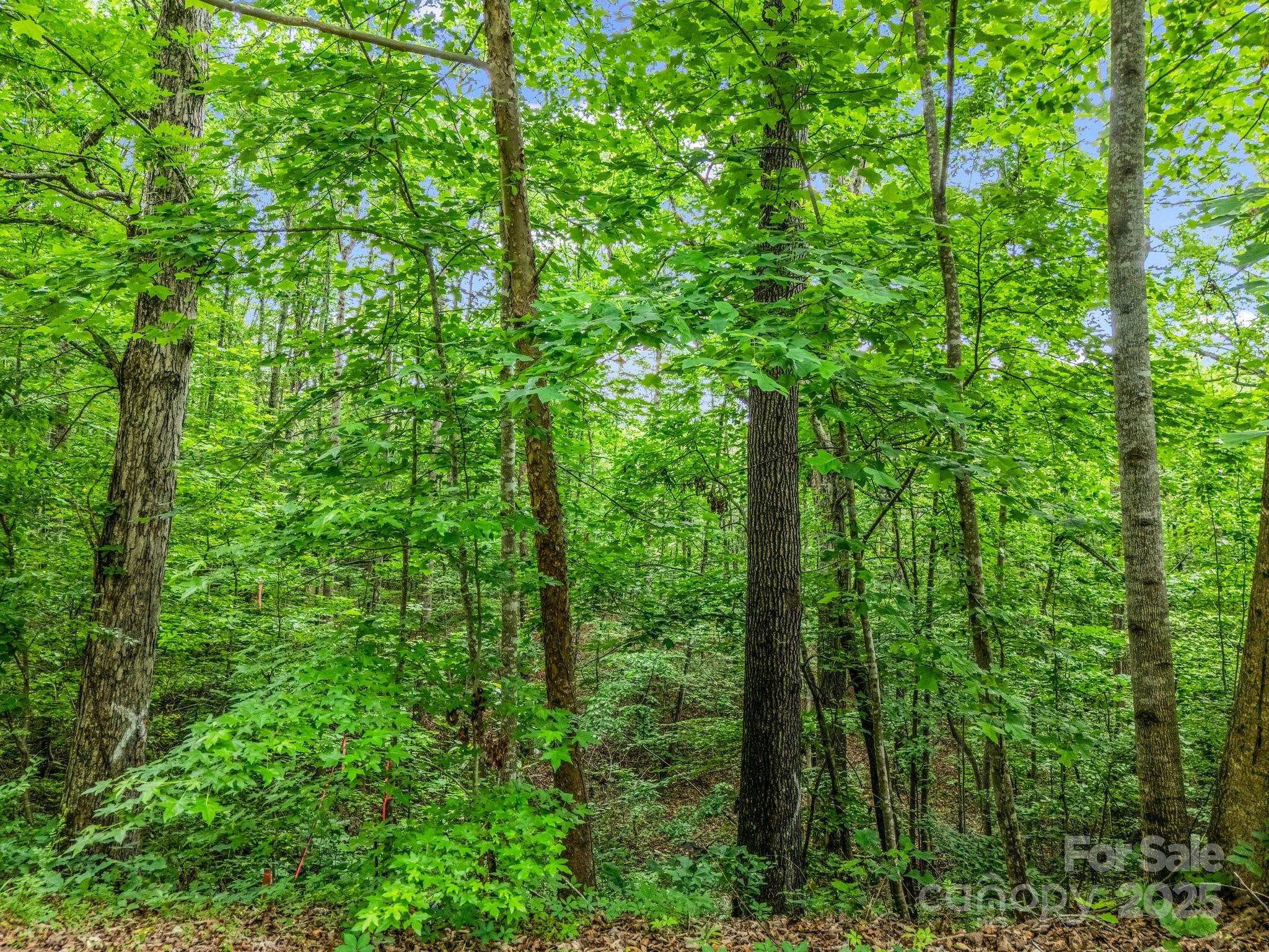 0 Hutchins Drive, Unit 14 15 Rutherfordton, NC 28139 - Photo 25 of 26 a view of forest