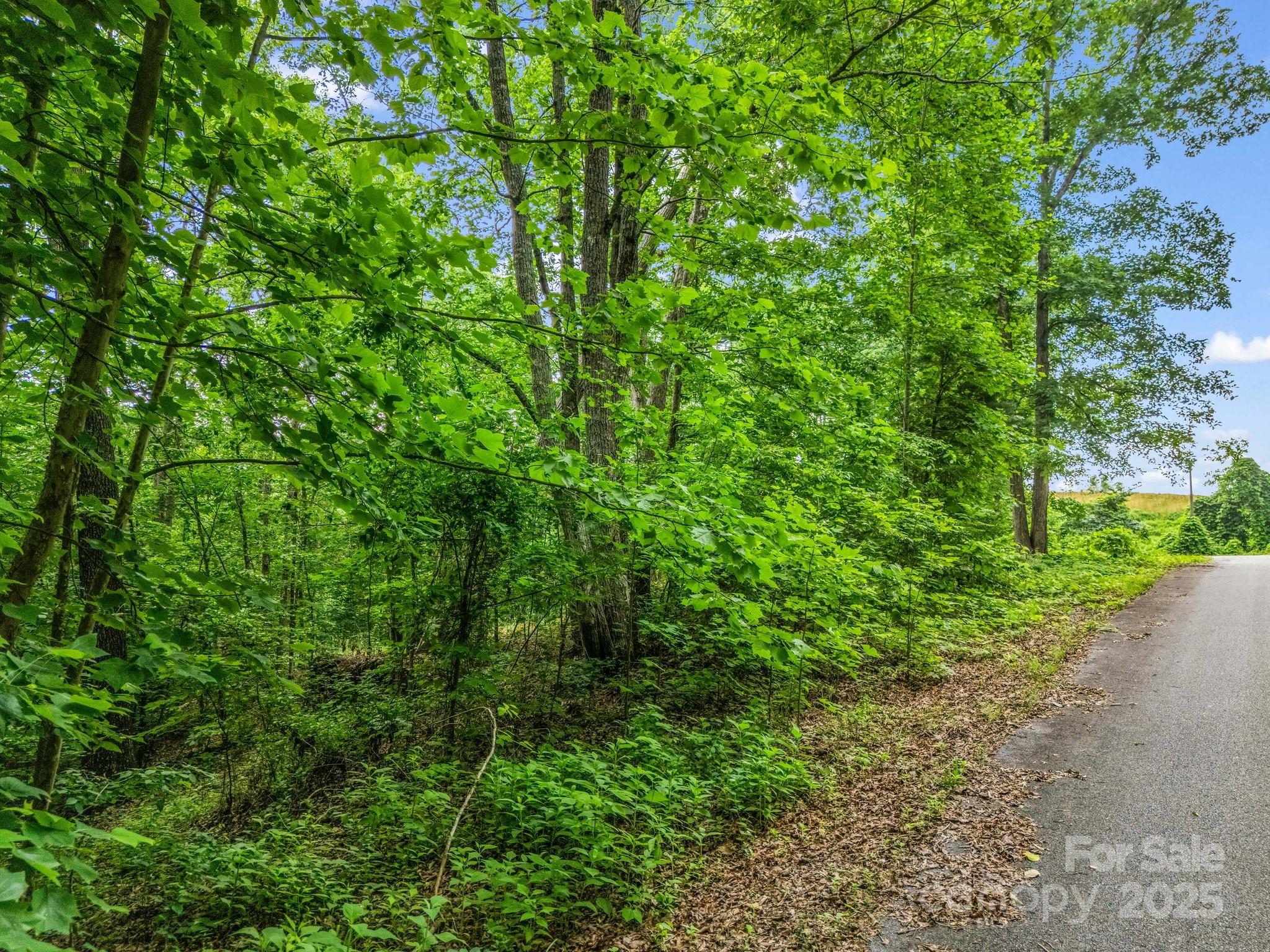 0 Hutchins Drive, Unit 14 15 Rutherfordton, NC 28139 - Photo 26 of 26 a view of a lush green forest